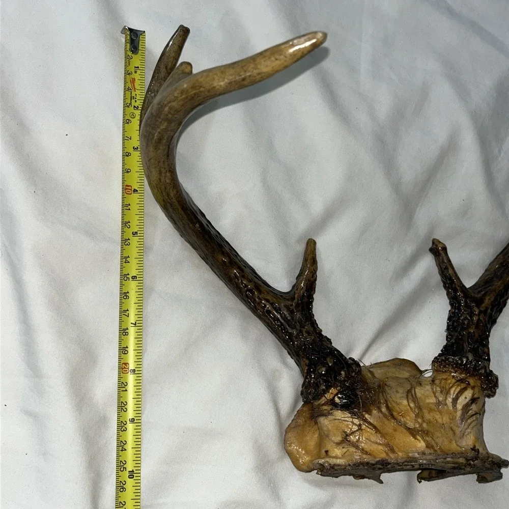 Genuine Deer Antlers Small 7 point Man Cave Decor Antler Polished‎ Hunters Skull